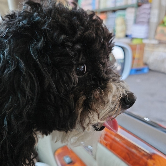 Meet your Posher, Sandra - Picture 1 of 2